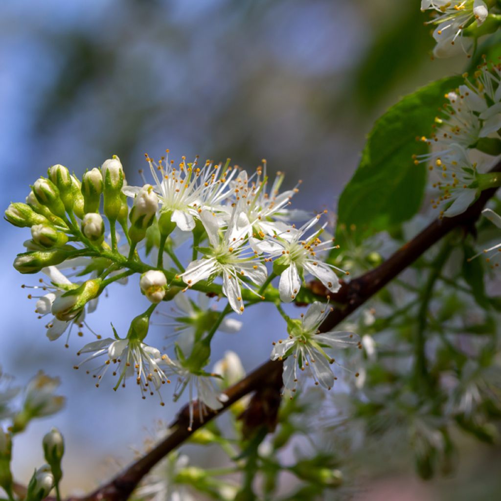 Mandschurische Kirsche Amber Beauty - Prunus maackii