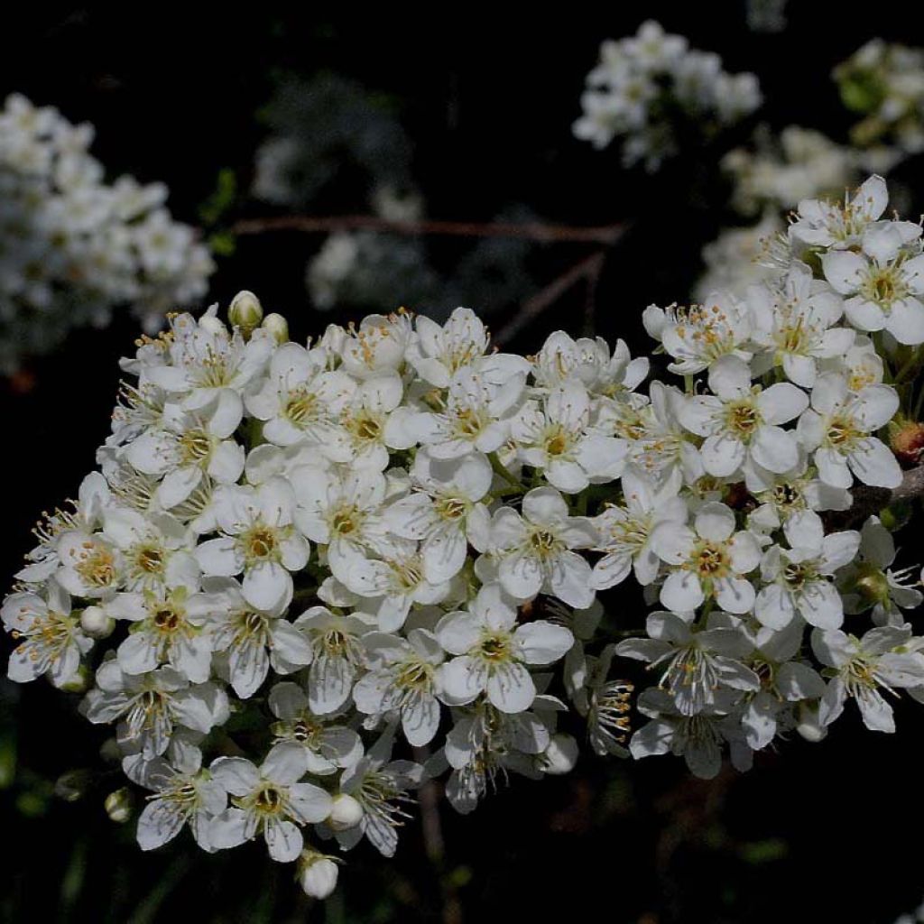 Steinweichsel - Prunus mahaleb