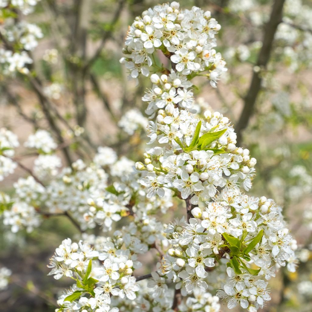 Steinweichsel - Prunus mahaleb