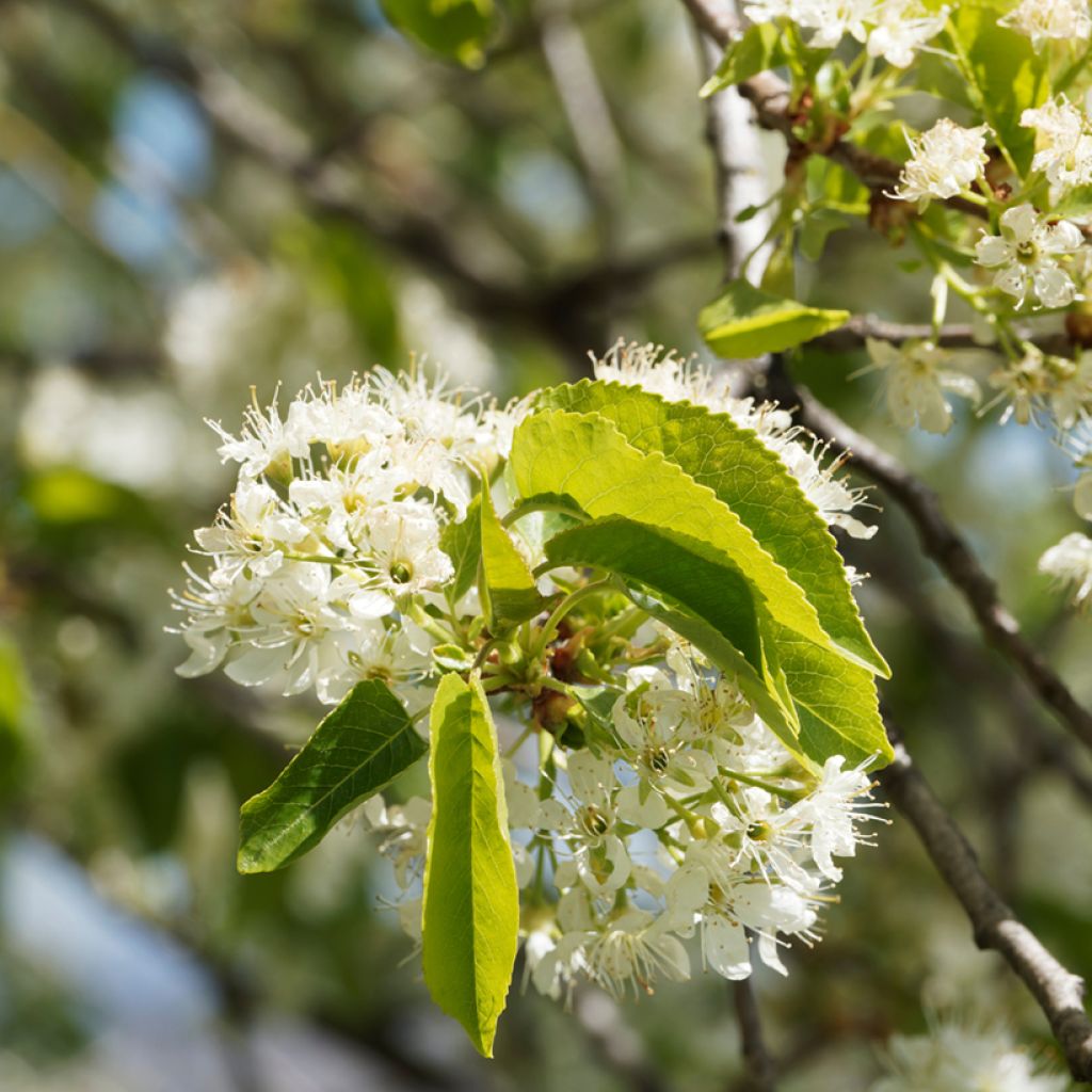 Steinweichsel - Prunus mahaleb