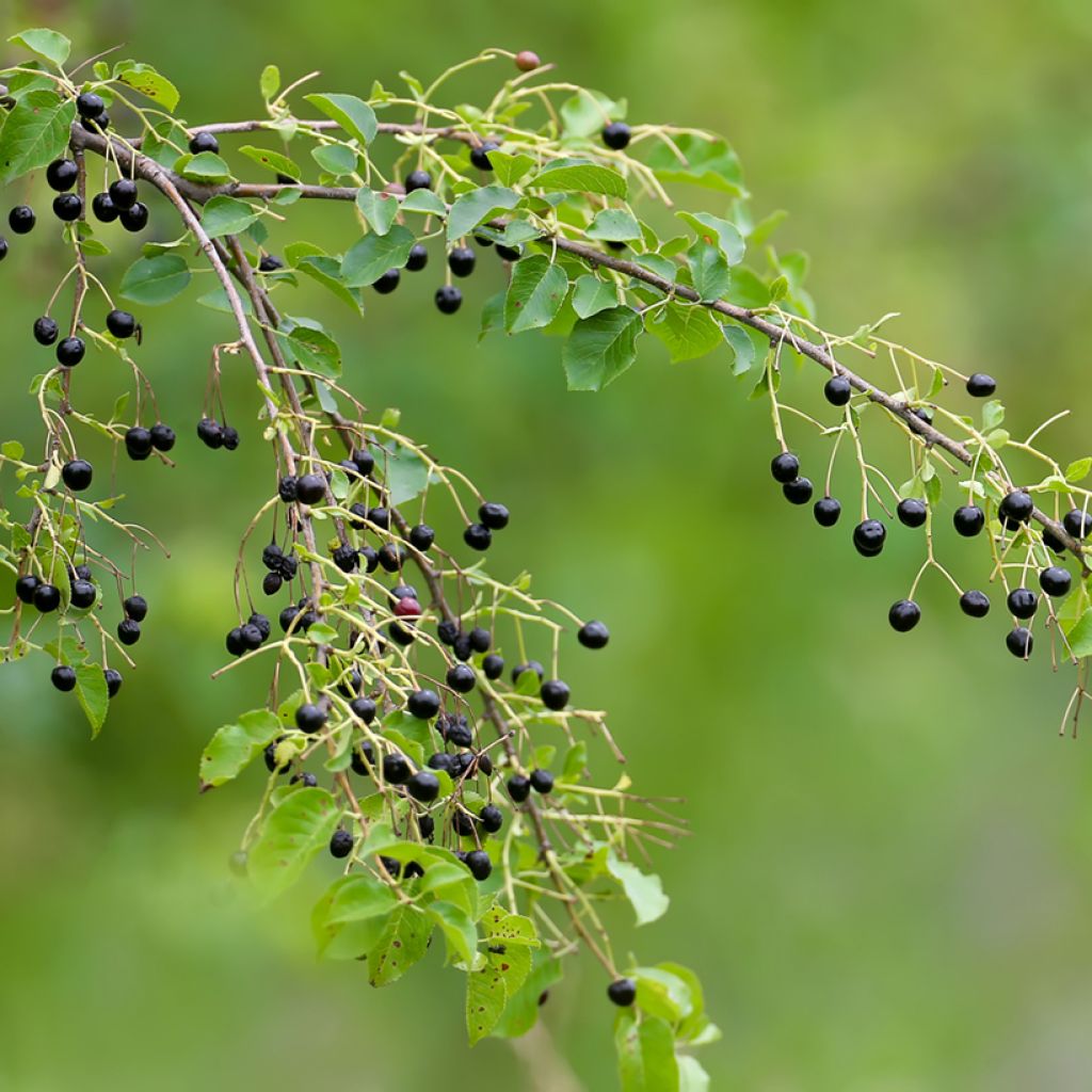 Steinweichsel - Prunus mahaleb