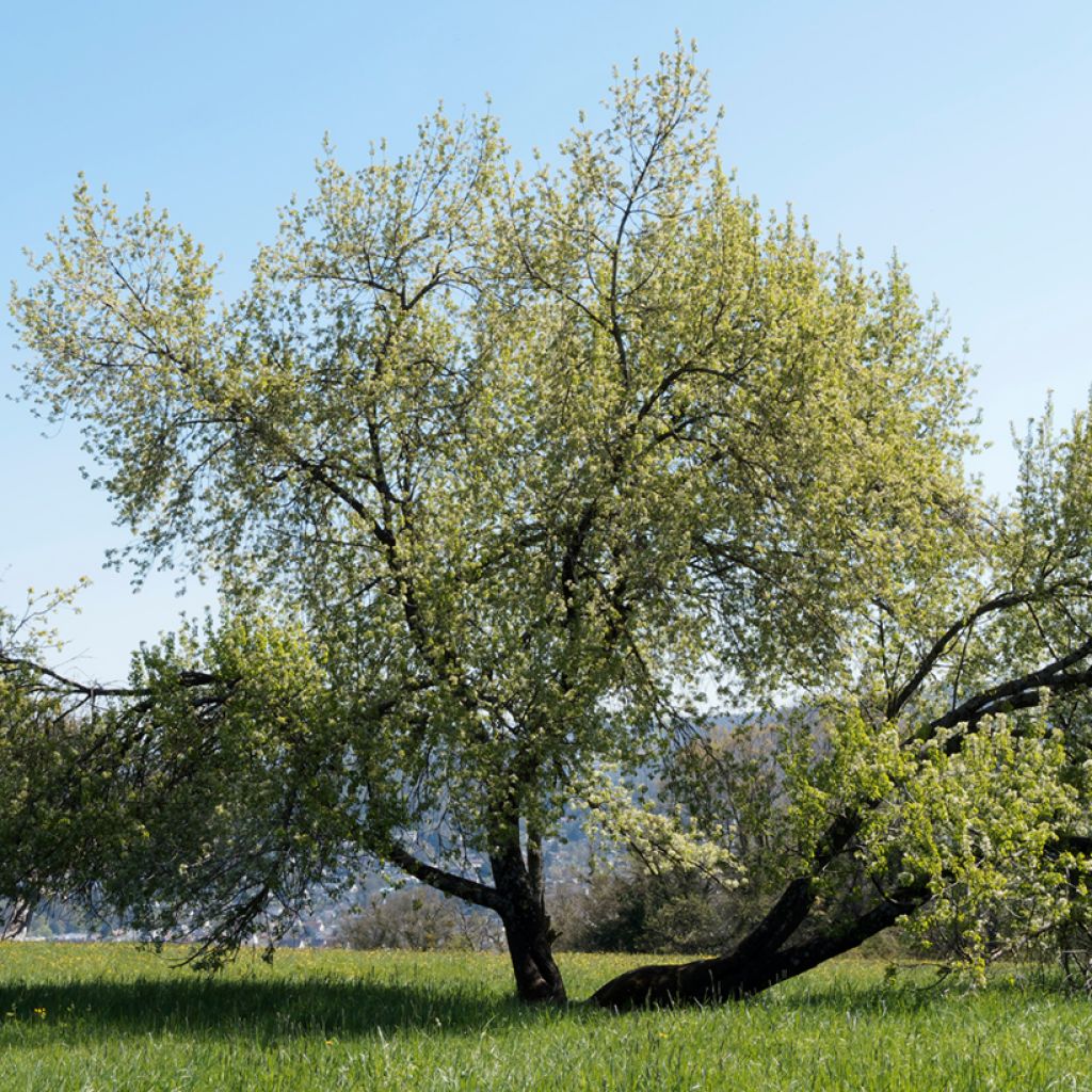 Steinweichsel - Prunus mahaleb