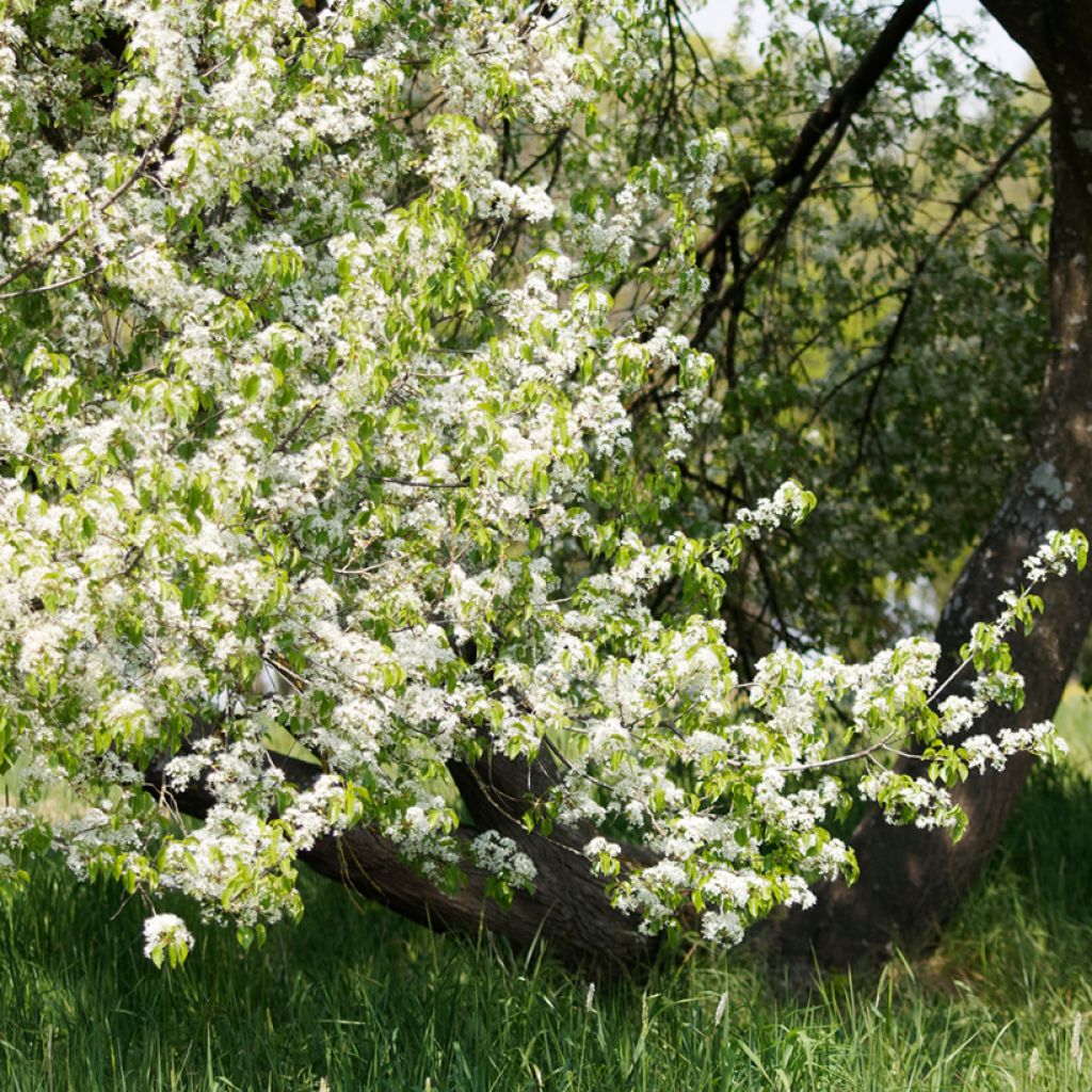 Steinweichsel - Prunus mahaleb