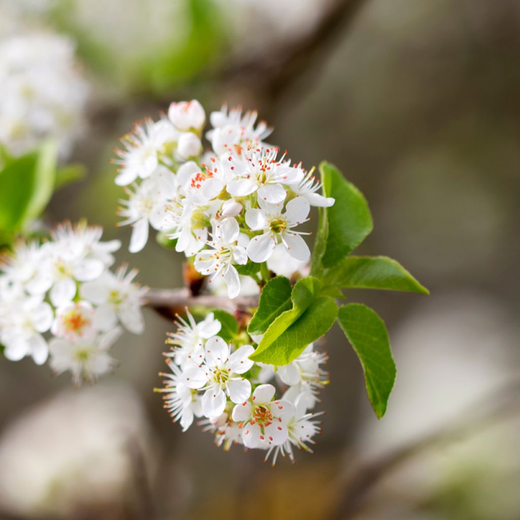 Steinweichsel - Prunus mahaleb