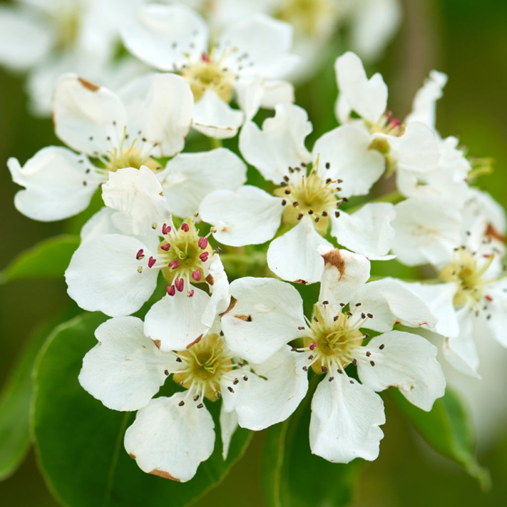 Gewöhnliche Trauben-Kirsche - Prunus padus