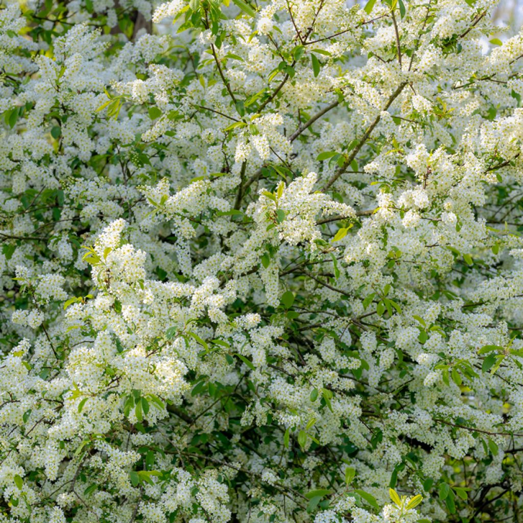 Gewöhnliche Trauben-Kirsche - Prunus padus