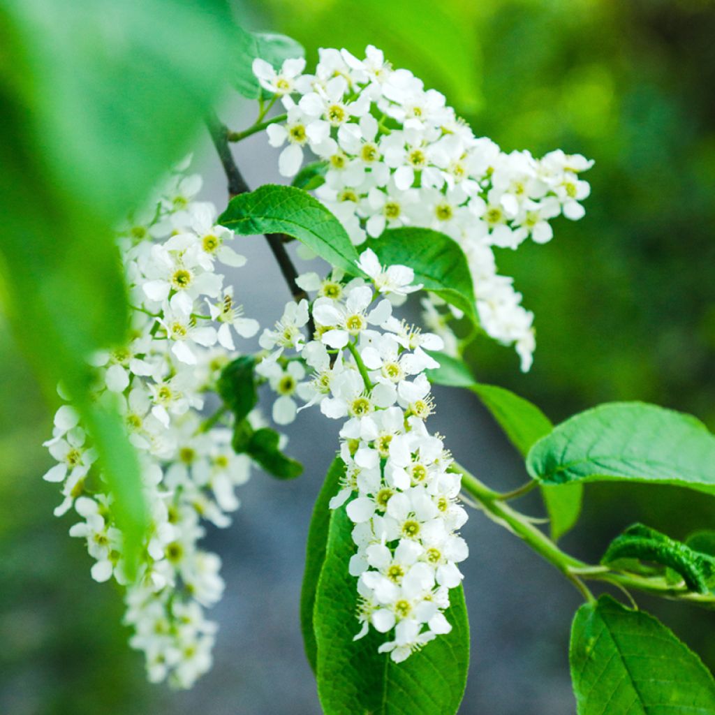 Gewöhnliche Trauben-Kirsche - Prunus padus