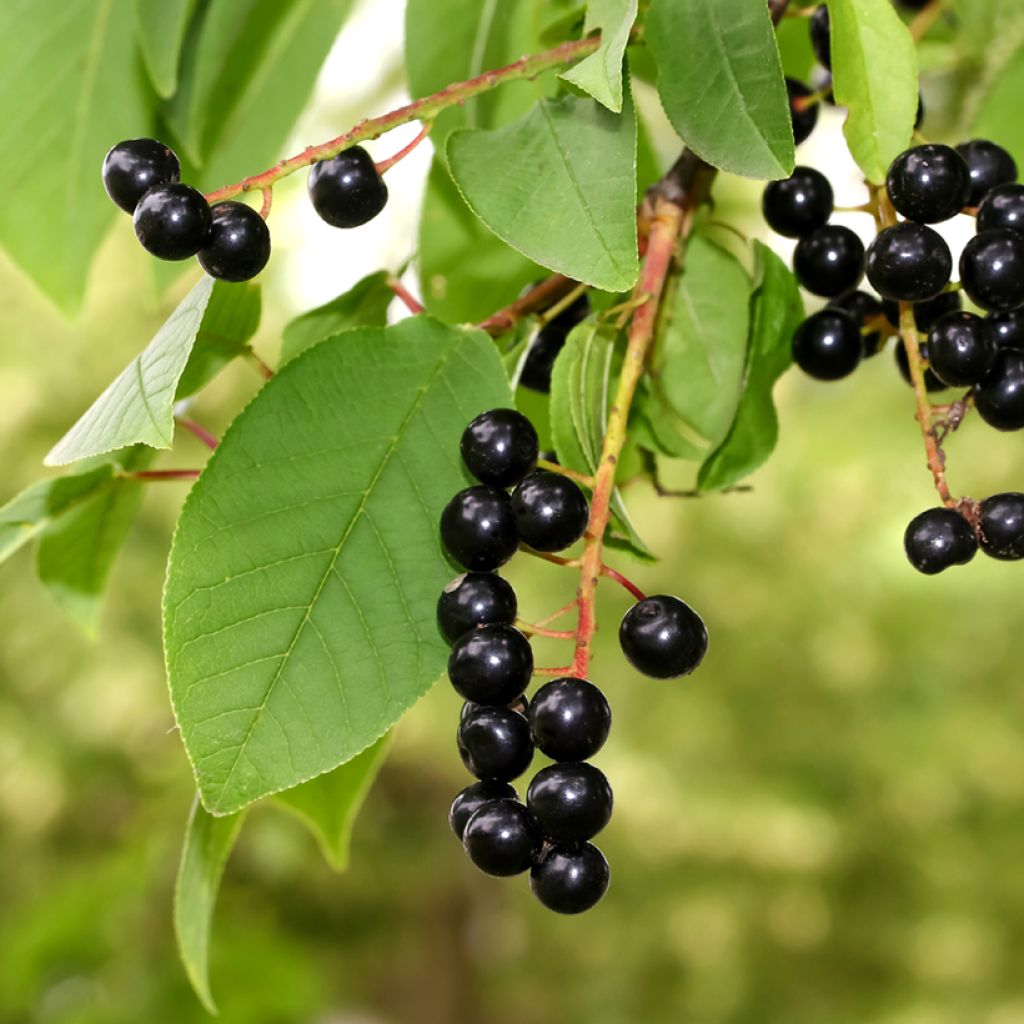 Gewöhnliche Trauben-Kirsche - Prunus padus