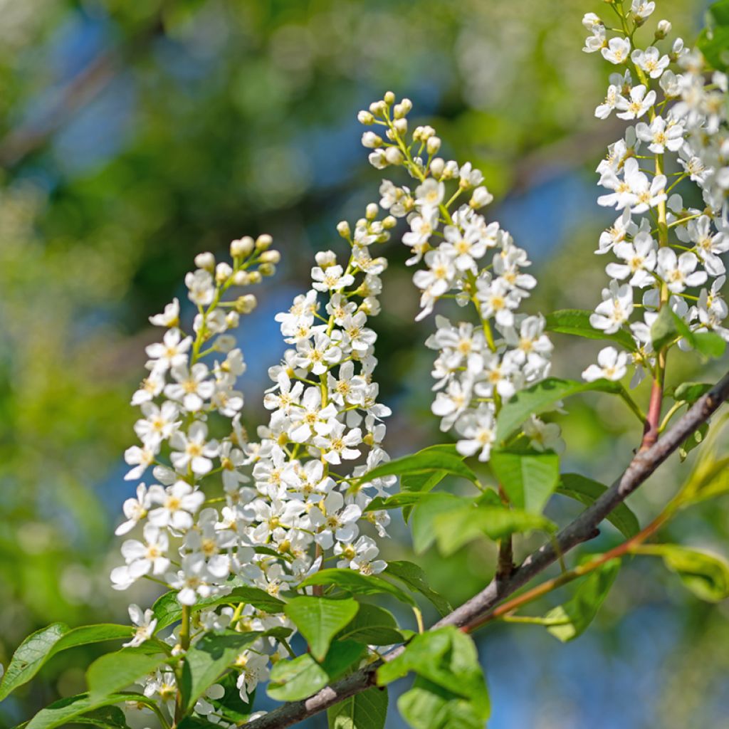 Gewöhnliche Trauben-Kirsche - Prunus padus