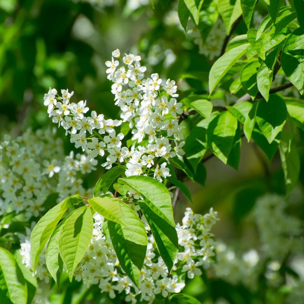 Gewöhnliche Trauben-Kirsche - Prunus padus