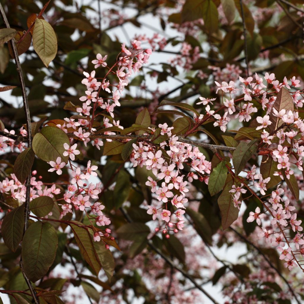 Gewöhnliche Trauben-Kirsche Colorata - Prunus padus