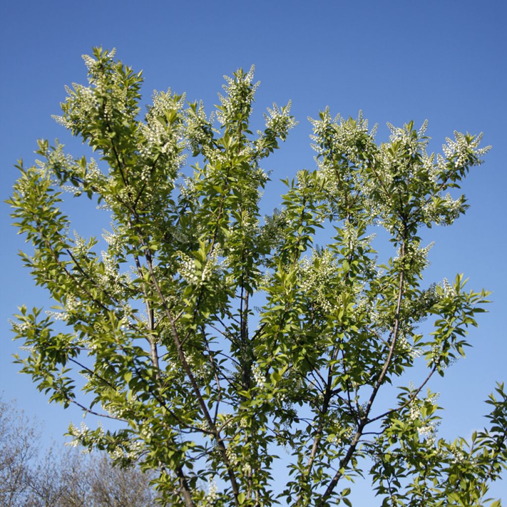 Gewöhnliche Trauben-Kirsche Nana - Prunus padus 