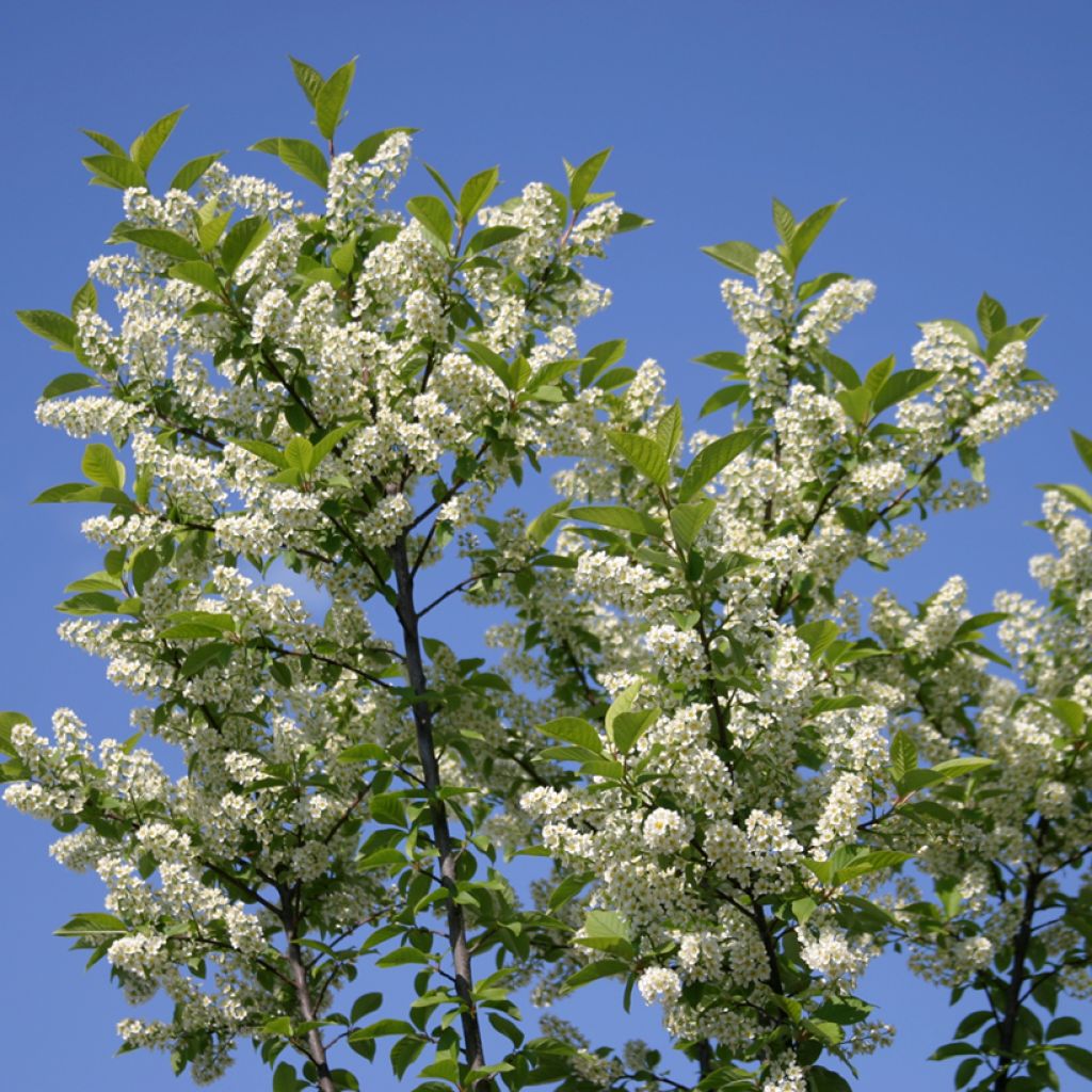 Gewöhnliche Trauben-Kirsche Nana - Prunus padus 