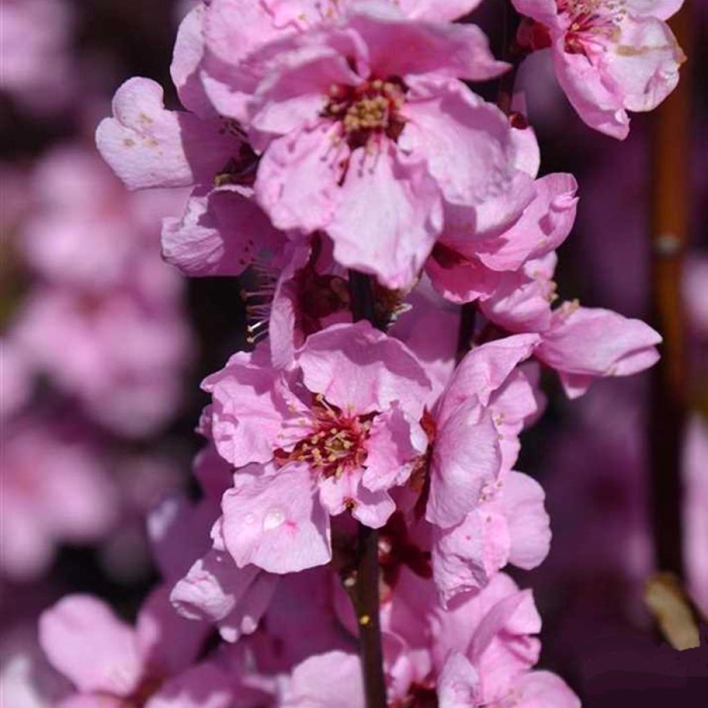 Zierpfirsich Spring Glow - Prunus persica