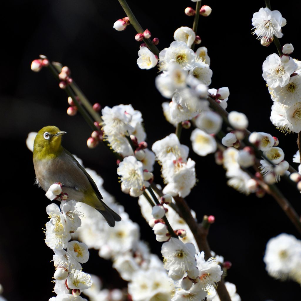 Zierpfirsich Taoflora White - Prunus persica