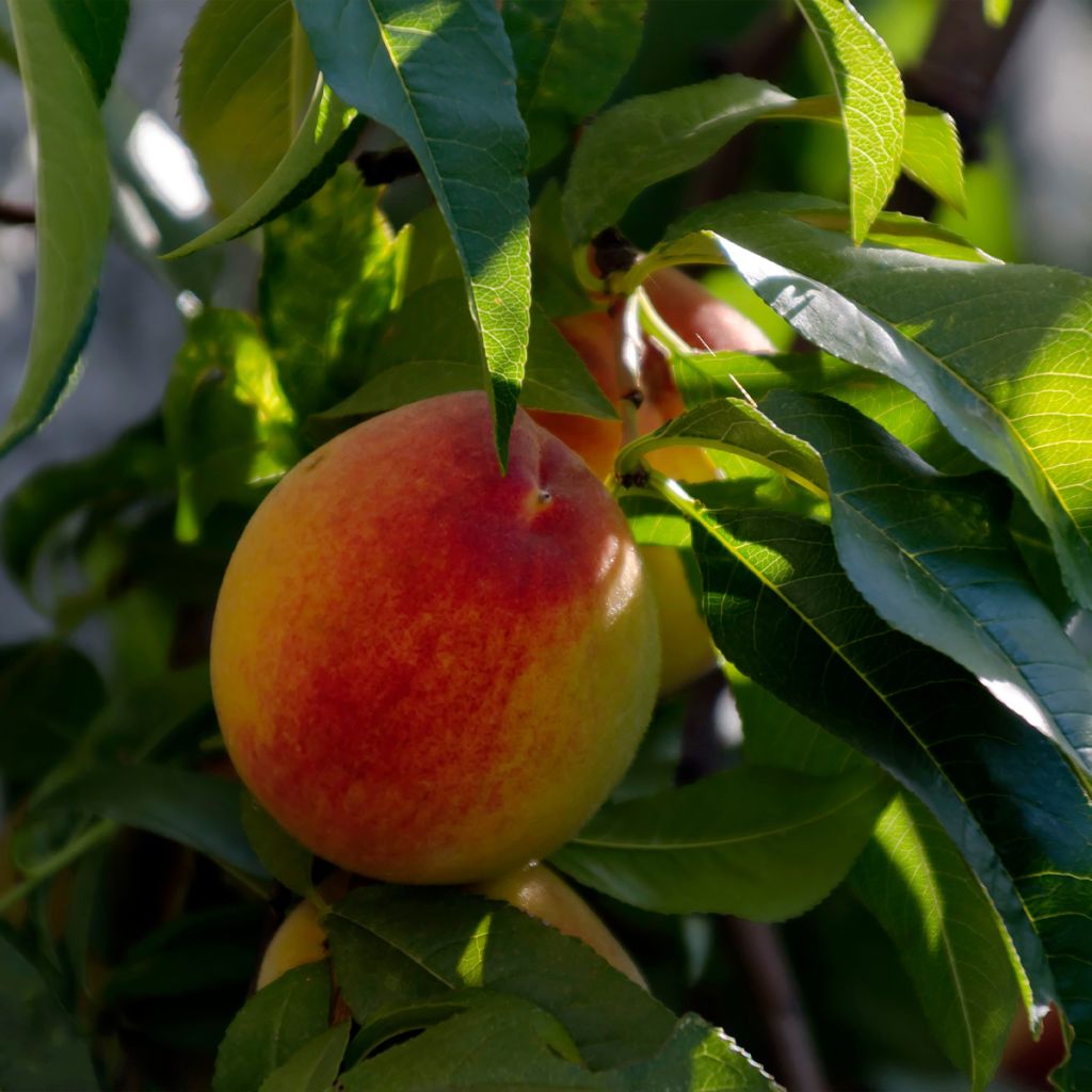 Pfirsich Triumph - Prunus persica