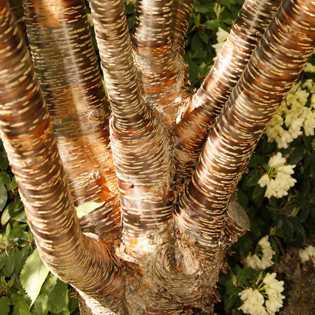 Himalaya Blütenkirsche - Prunus rufa