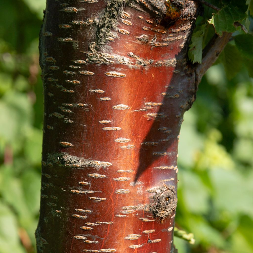 Himalaya Blütenkirsche - Prunus rufa