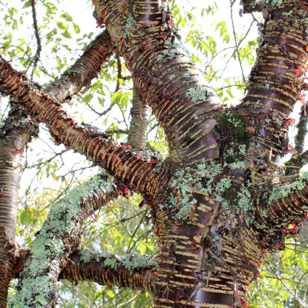 Himalaya Blütenkirsche - Prunus rufa