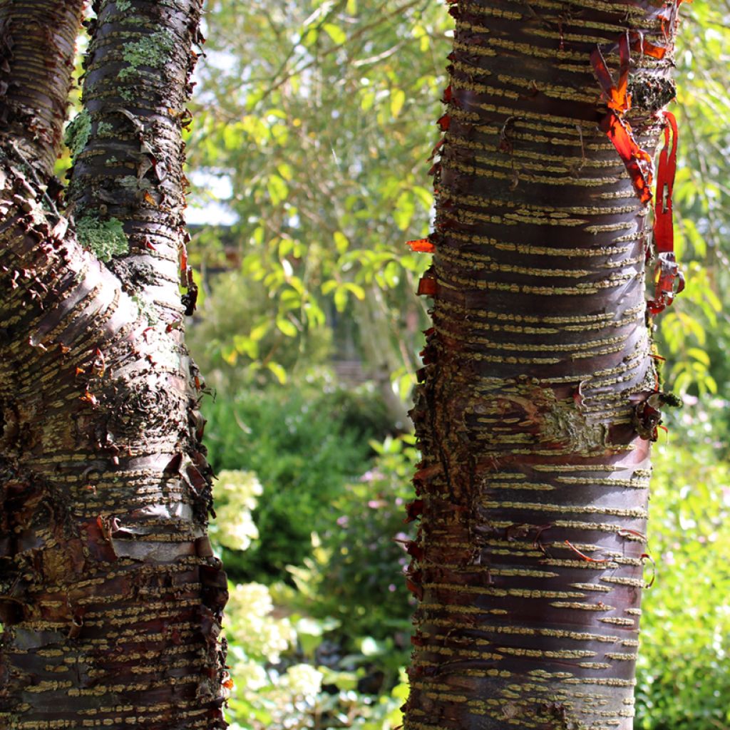 Himalaya Blütenkirsche - Prunus rufa