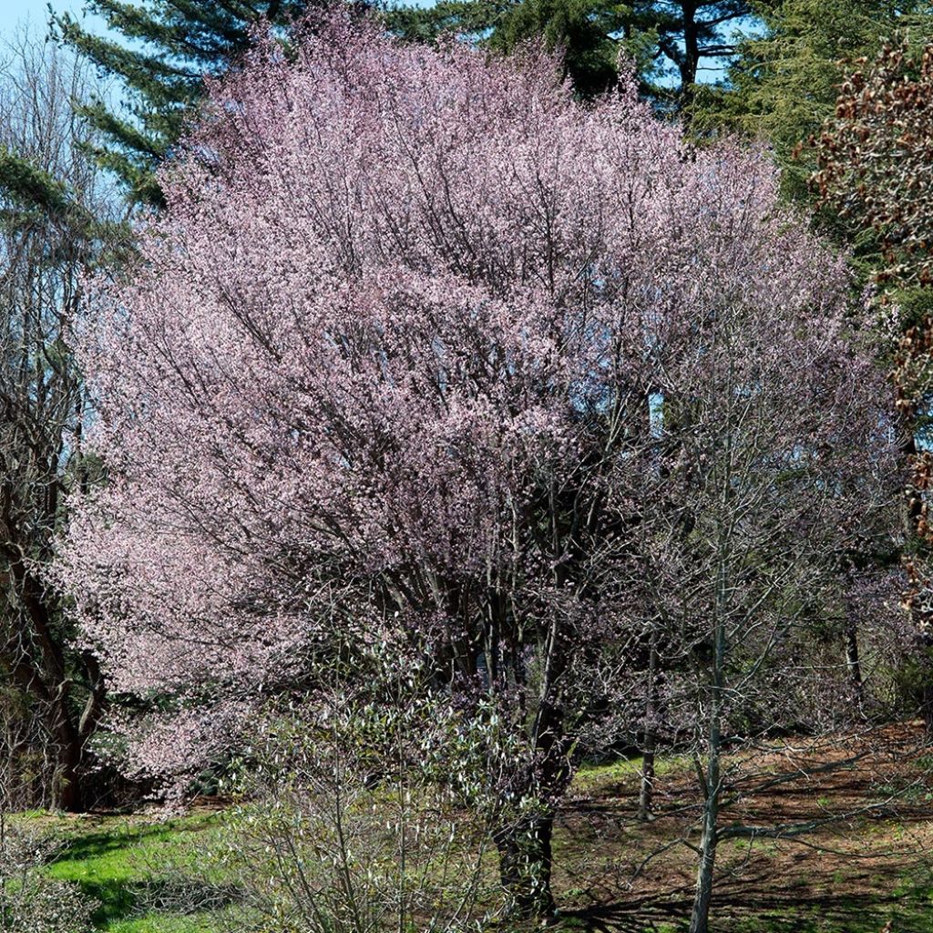 Cerisier à fleurs de Sargent - Prunus sargentii 