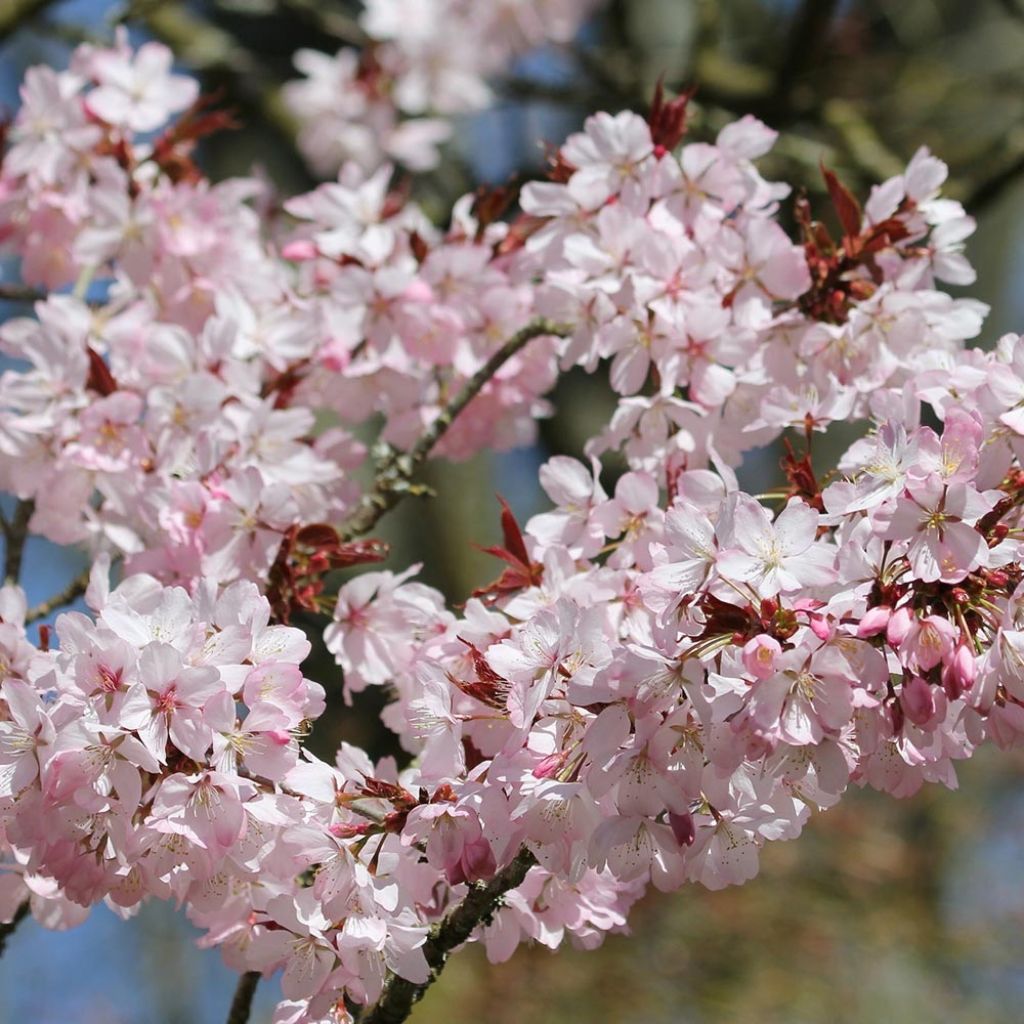 Cerisier à fleurs de Sargent - Prunus sargentii 