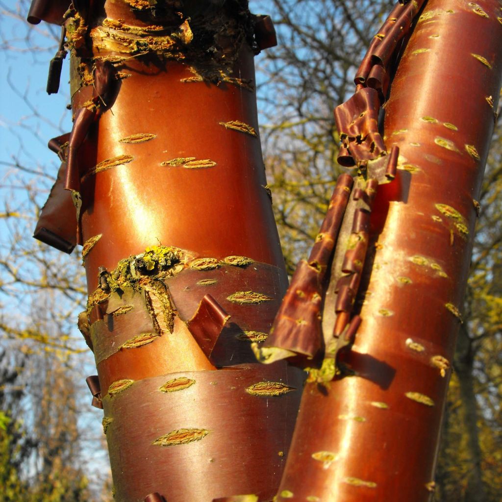 Prunus serrula Amber Scots - Cerisier du Tibet 