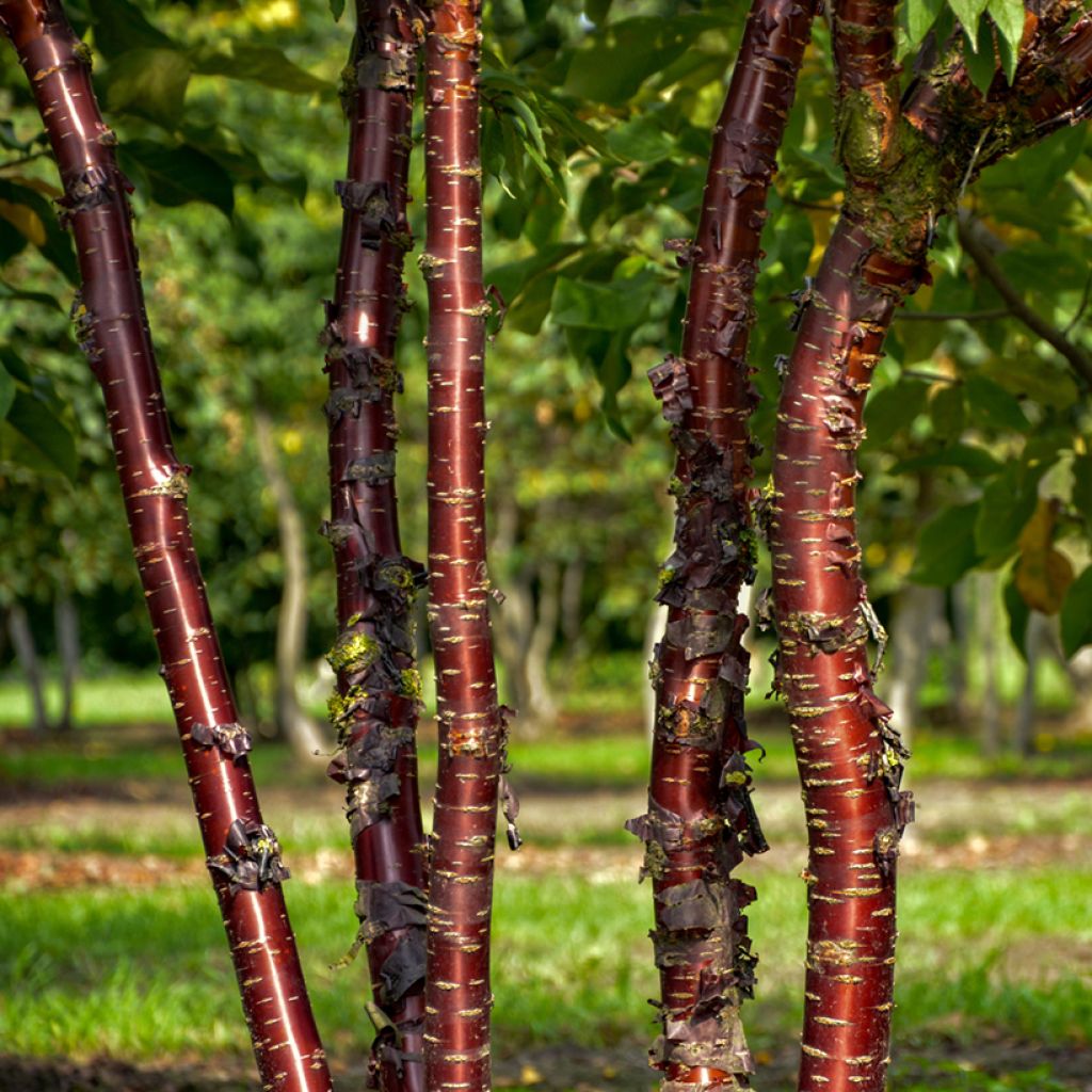 Mahagoni-Kirsche Amber Scots - Prunus serrula