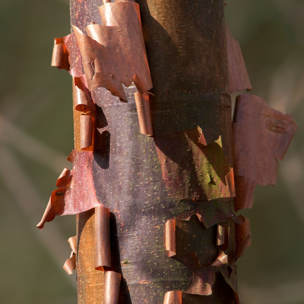 Mahagoni-Kirsche Branklyn - Prunus serrula