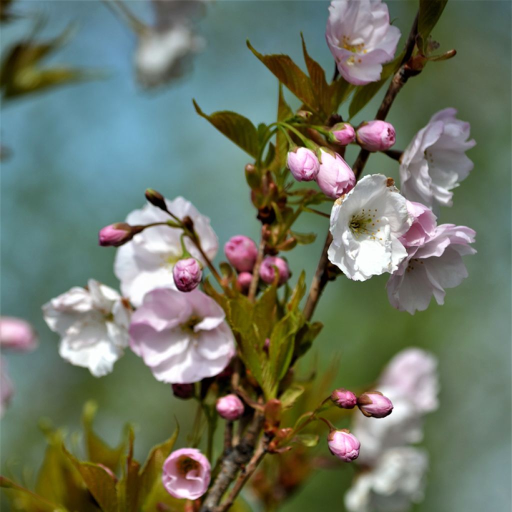 Zierkirsche Amanogawa - Prunus serrulata