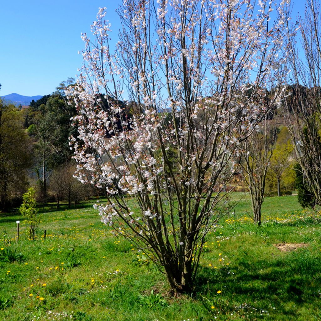 Zierkirsche Amanogawa - Prunus serrulata