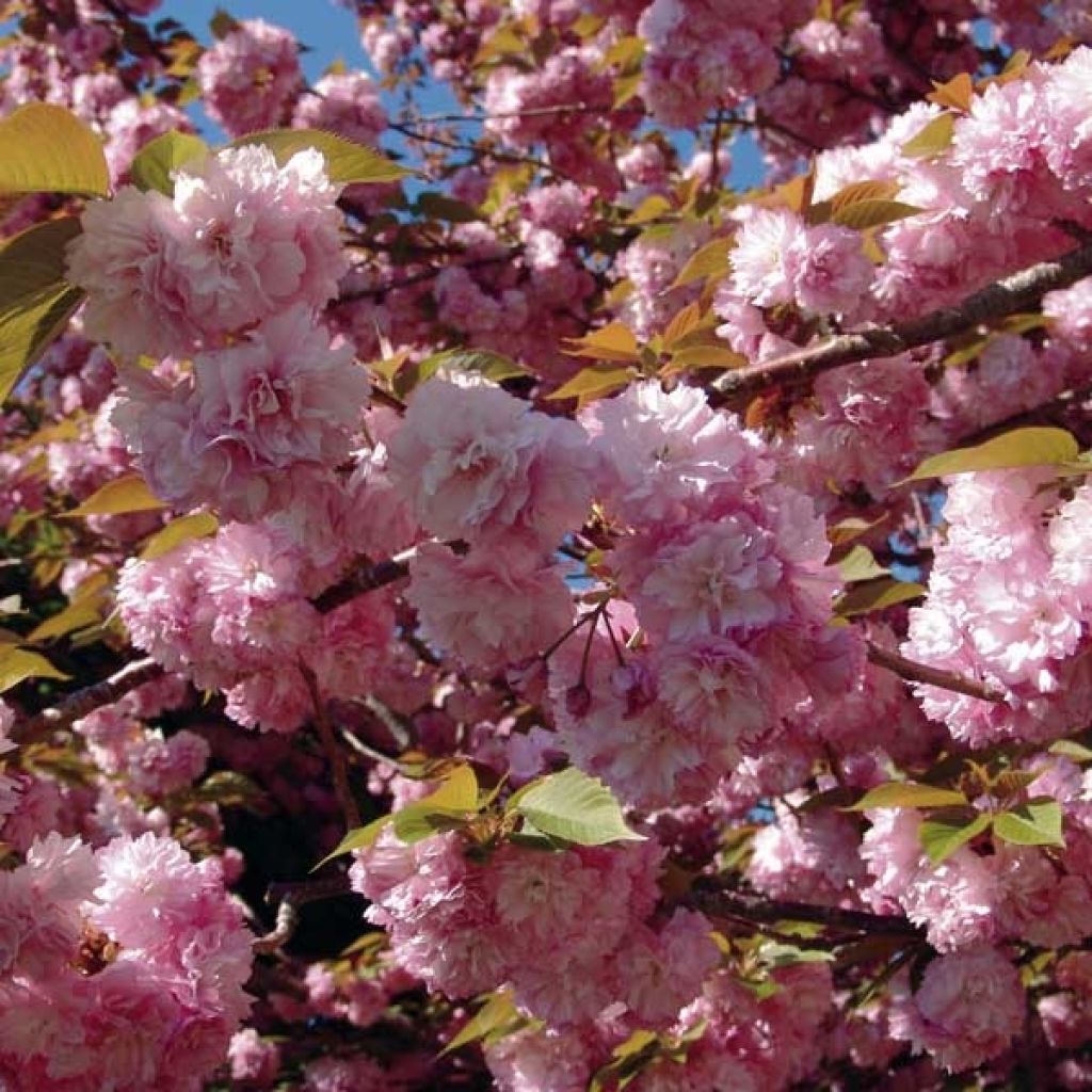 Zierkirsche Kanzan - Prunus serrulata