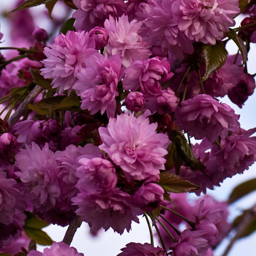 Cerisier à fleurs - Prunus serrulata Kiku Shidare Zakura 