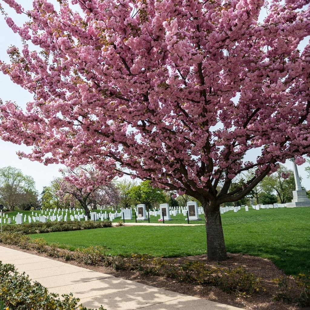 Cerisier à fleurs - Prunus serrulata Pink Perfection