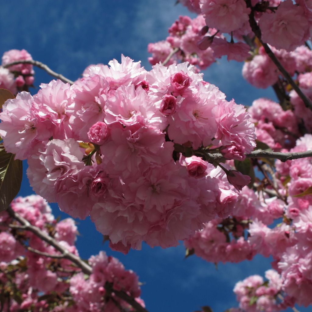 Cerisier du Japon - Prunus serrulata Royal Burgundy