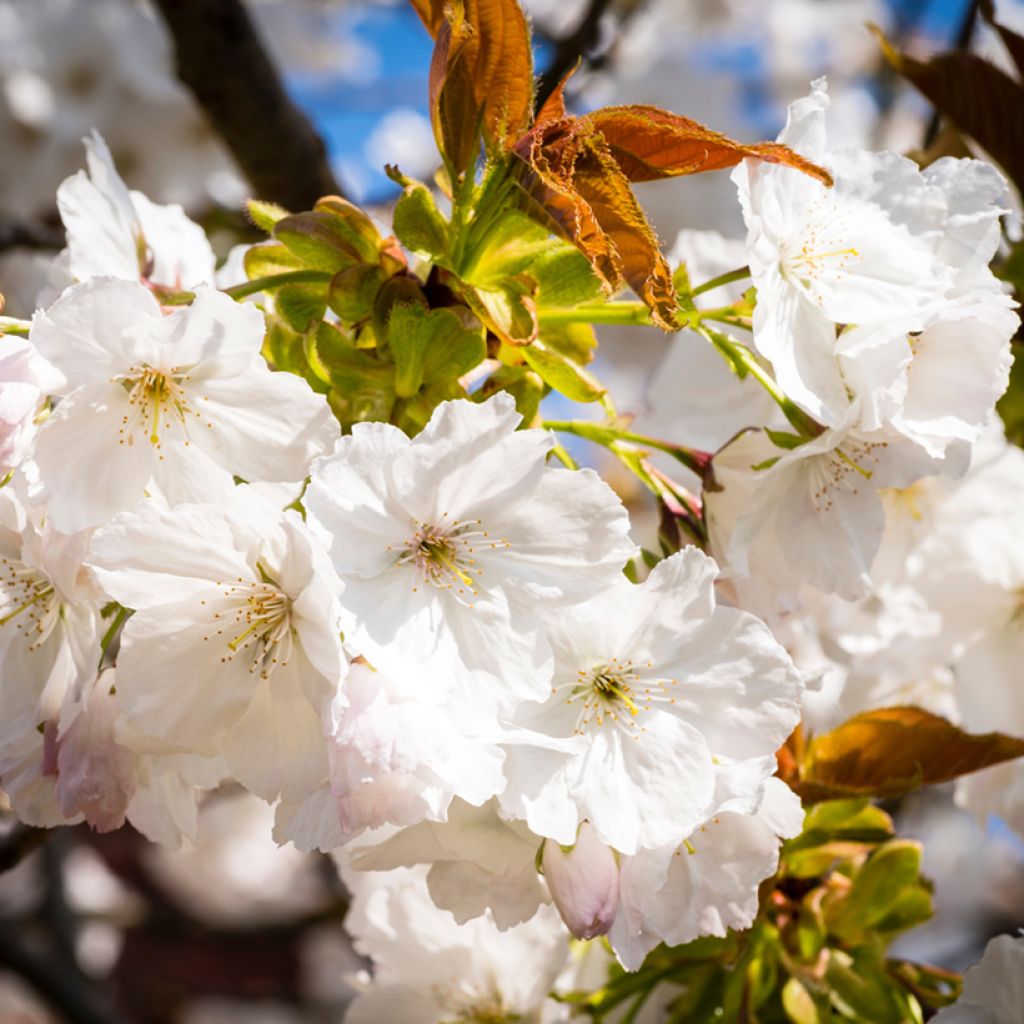 Zierkirsche Tai-haku - Prunus serrulata