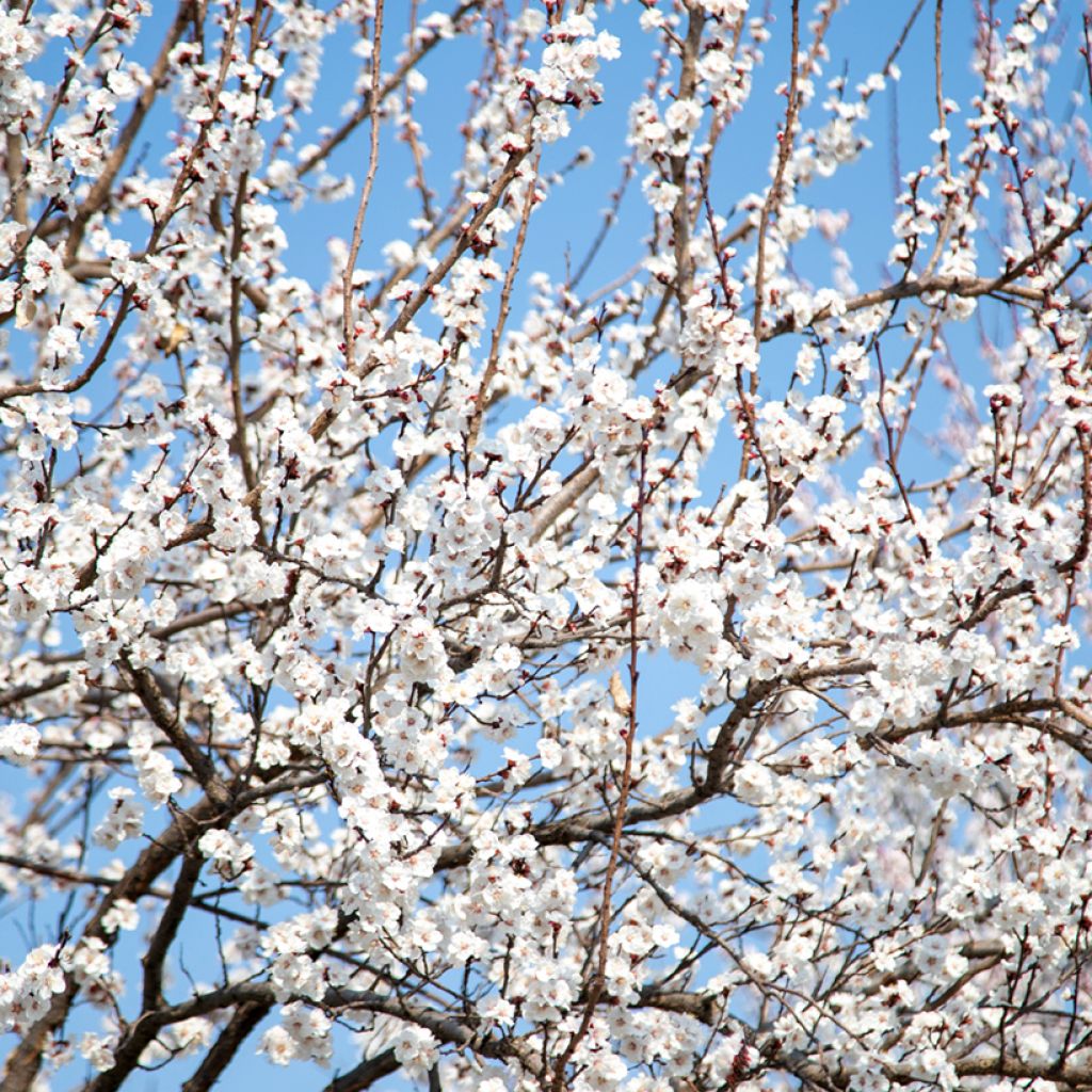 Zierkirsche Tai-haku - Prunus serrulata