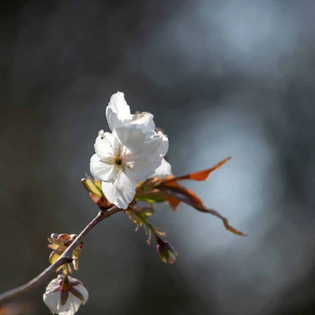 Zierkirsche Tai-haku - Prunus serrulata