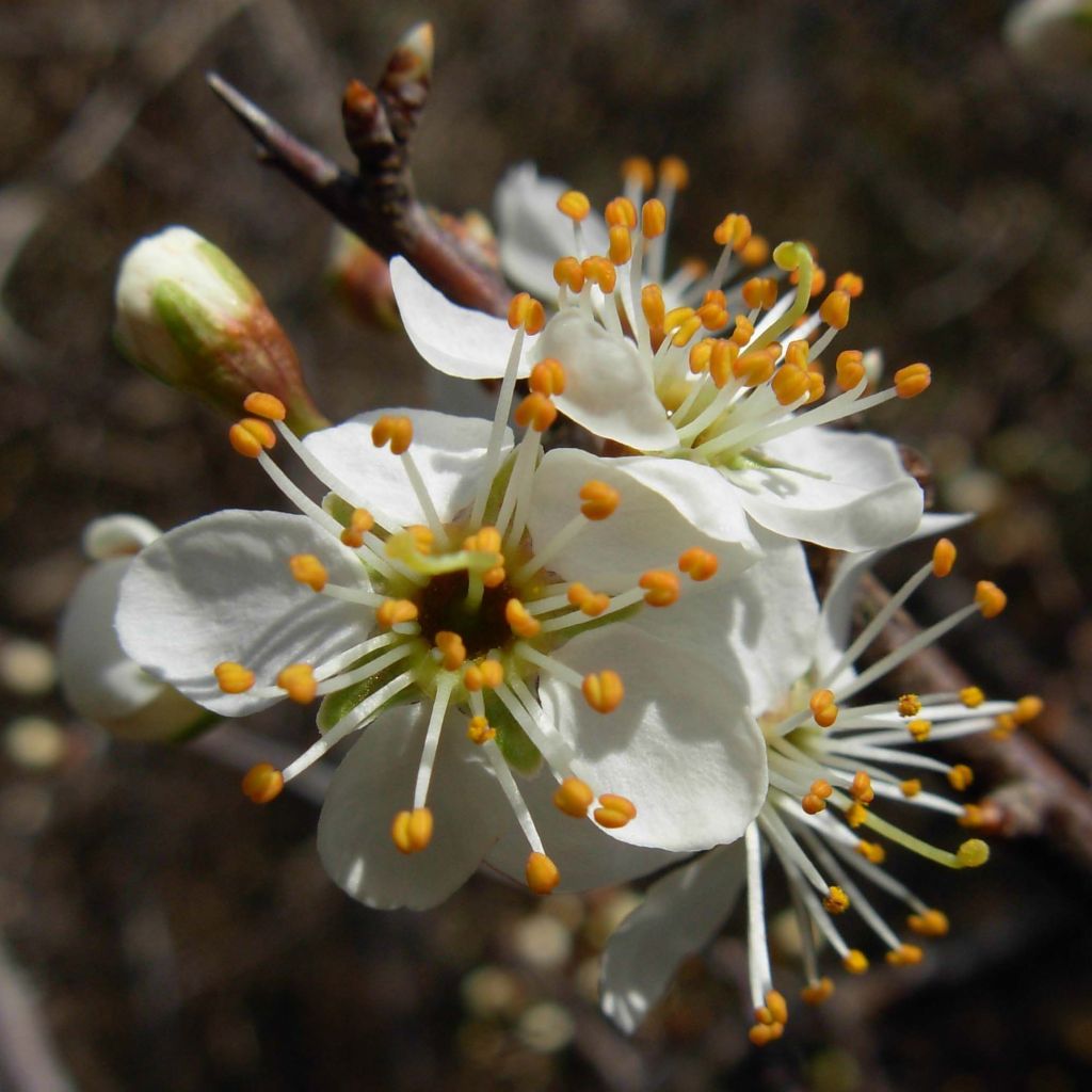 Schlehe - Prunus spinosa