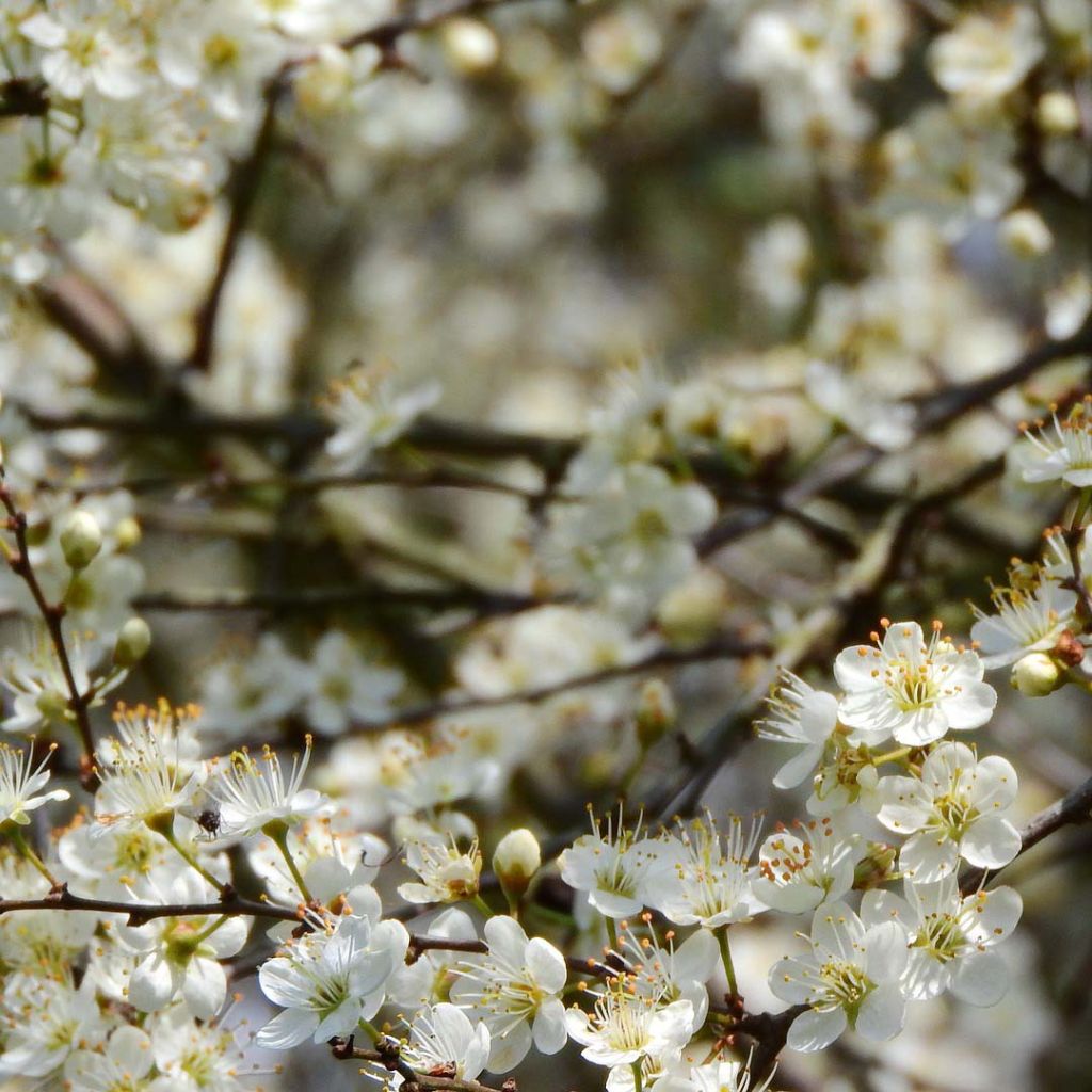 Schlehe - Prunus spinosa