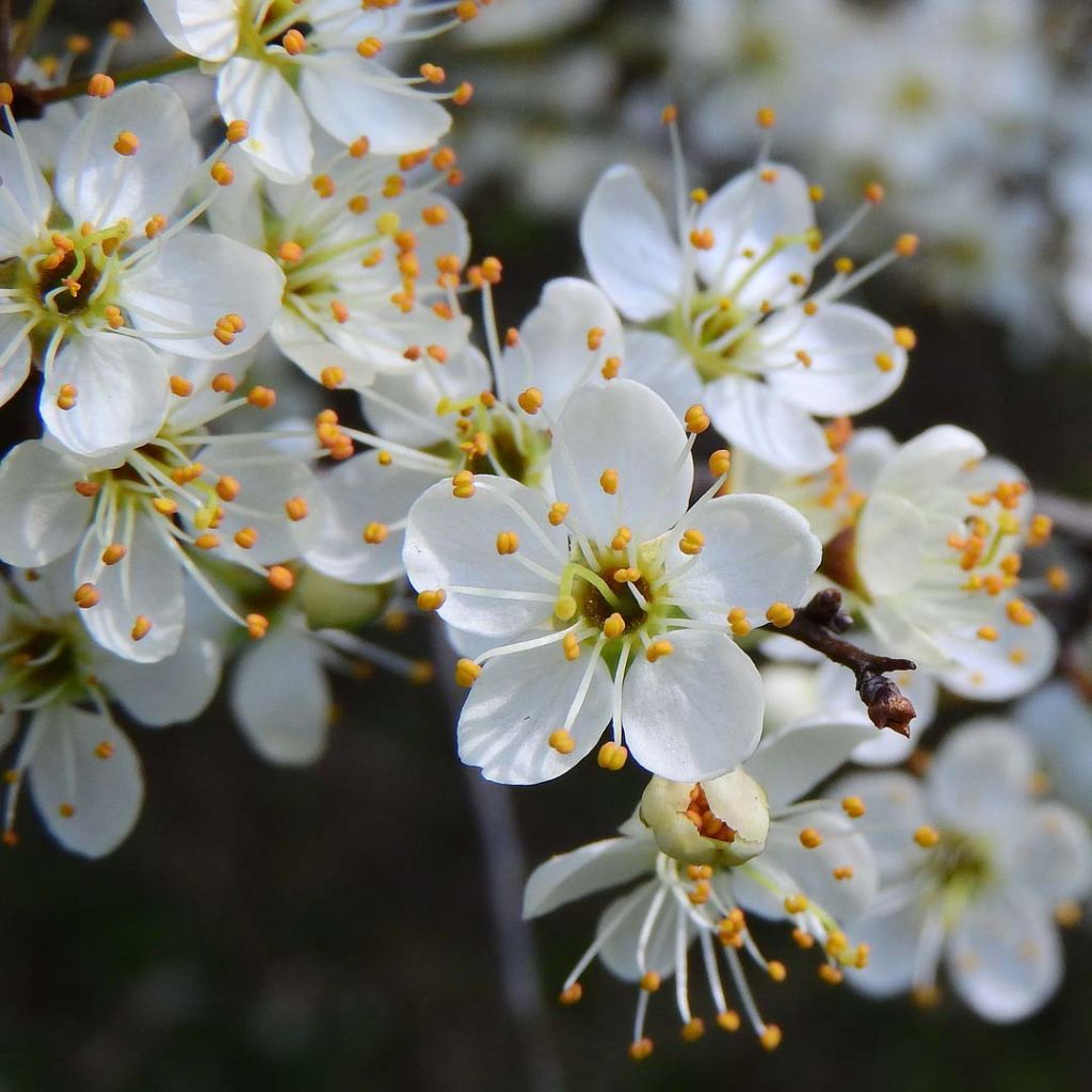 Schlehe - Prunus spinosa