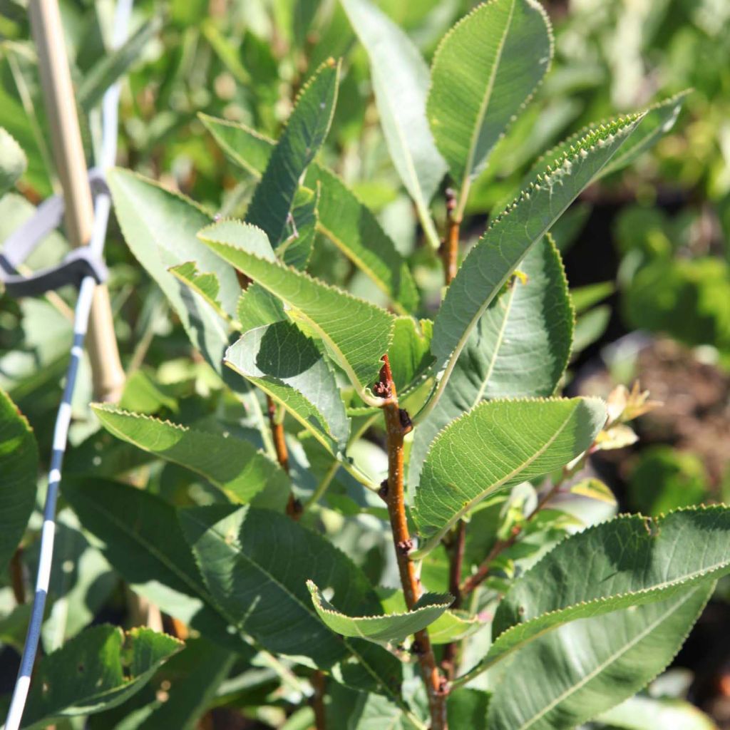 Zwergmandel Fire Hill - Prunus tenella