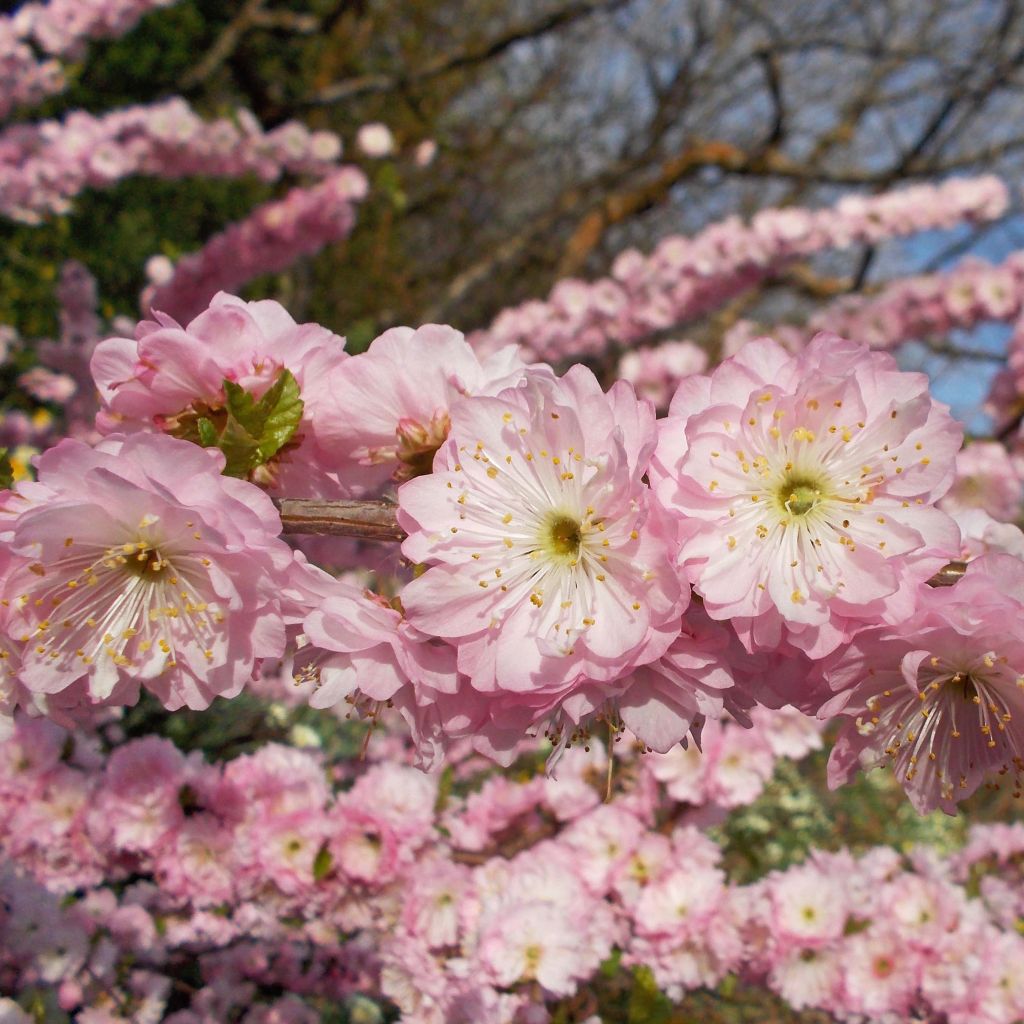 Mandelbäumchen Multiplex - Prunus triloba