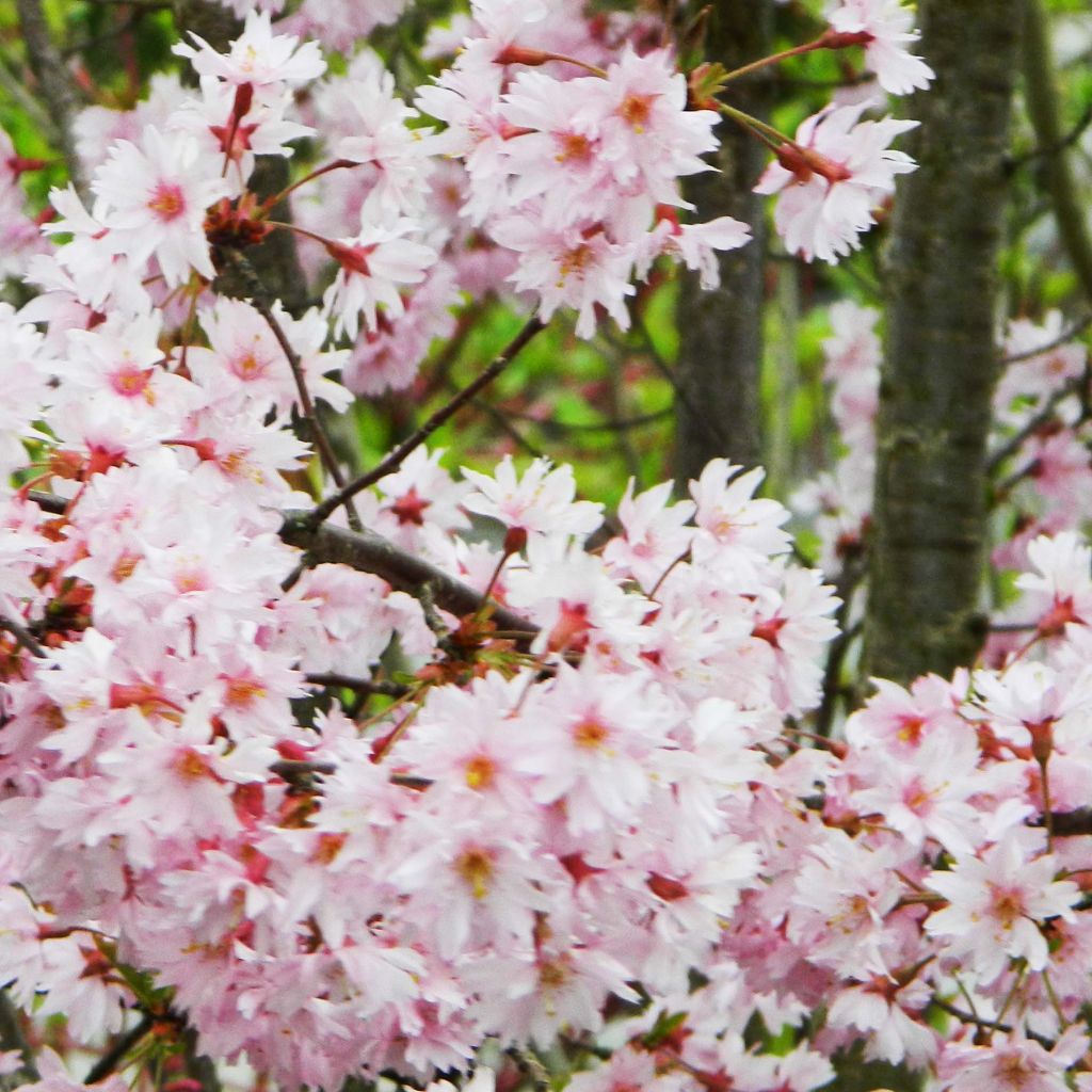 Zierkirsche Fukubana - Prunus subhirtella