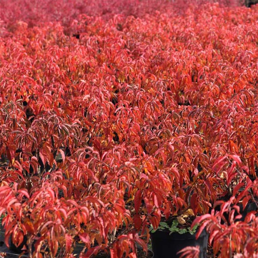 Cerisier à fleurs du Japon - Prunus x subhirtella Fukubana