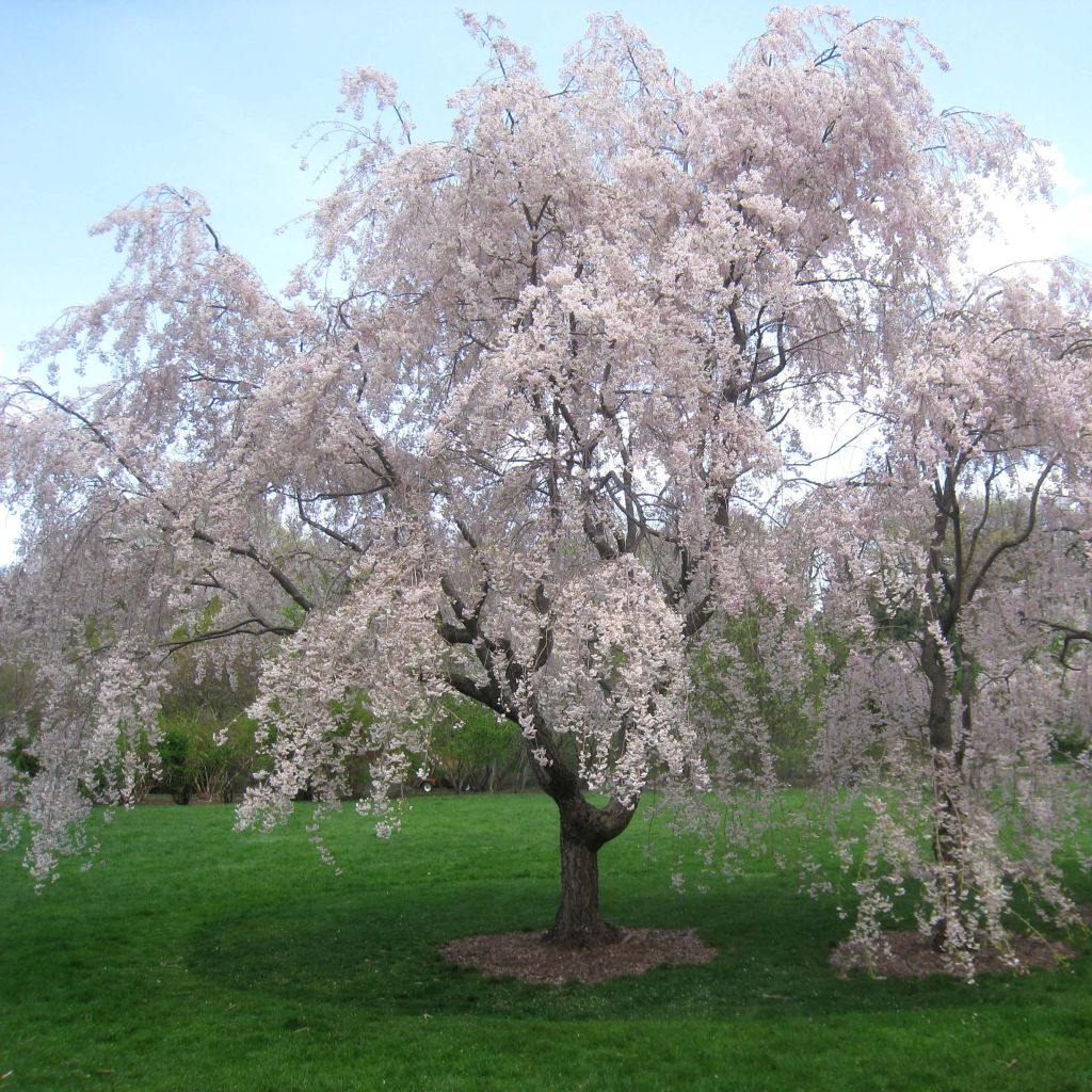 Zierkirsche Pendula Rubra - Prunus subhirtella