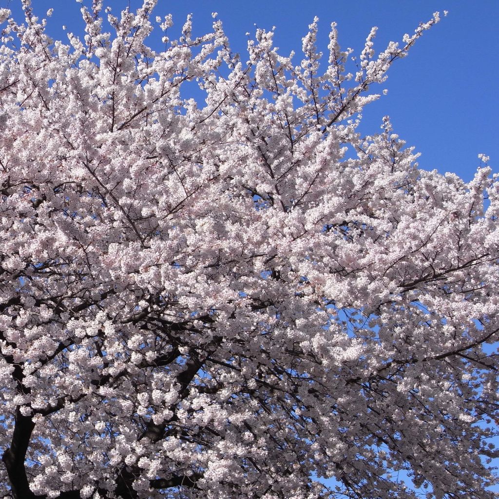 Cerisier à fleurs - Prunus yedoensis 