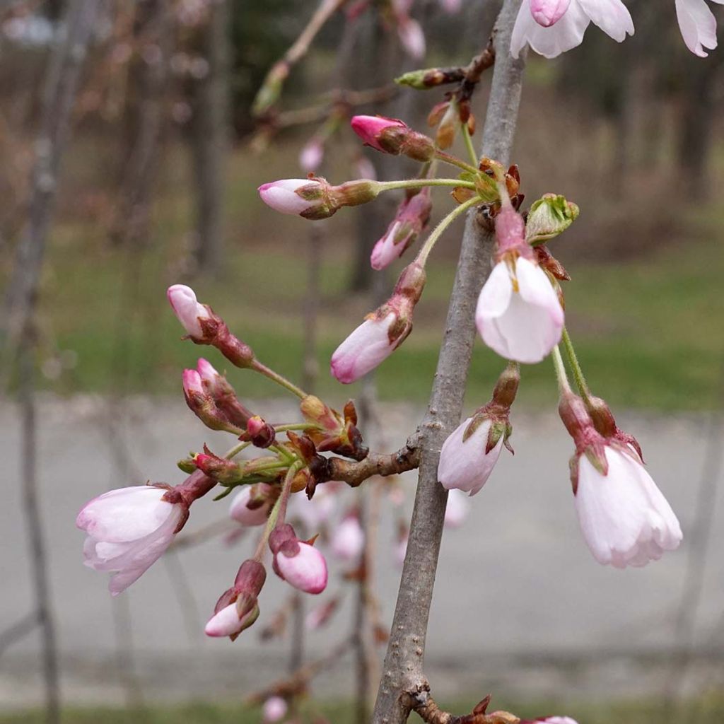 Cerisier à fleurs pleureur - Prunus yedoensis Shidare Yoshino