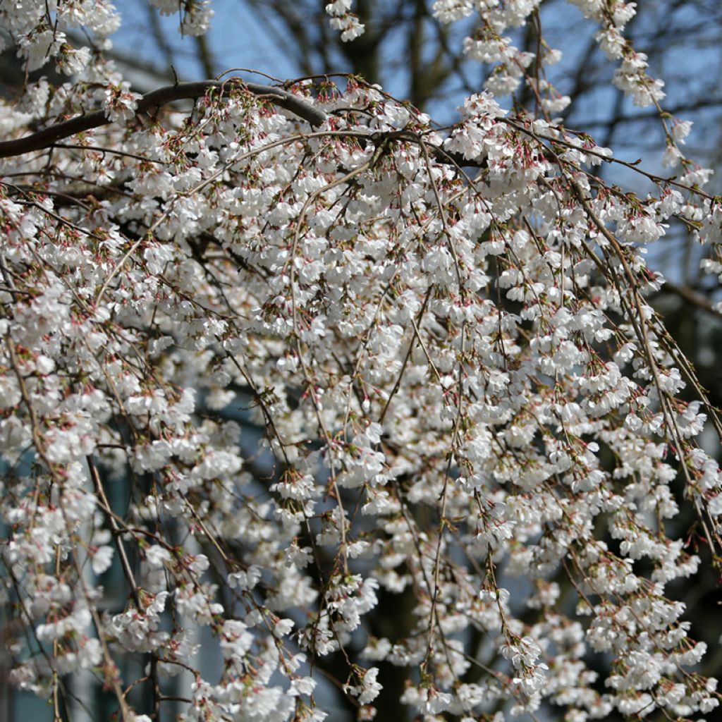 Yoshino-Kirsche Ivensii - Prunus yedoensis