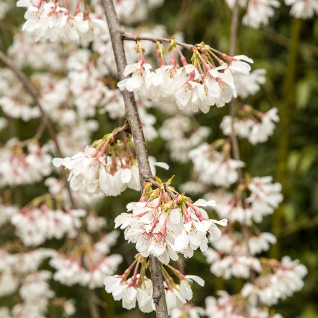 Yoshino-Kirsche Ivensii - Prunus yedoensis